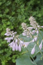 Blossoms of a hosta (Hosta), North Rhine-Westphalia, Germany