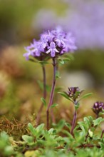 Wild broad-leaved thyme (Thymus pulegioides), Switzerland