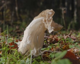 Autumn laurel (Helvella crispa), fruiting body, poisonous, Bad Homburg vor der Höhe, Hesse, Germany