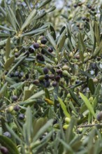 Close-up of an olive tree with ripe and green olives between dense leaves, Apulia, Italy