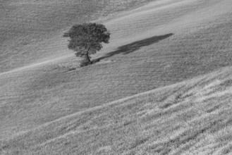 Mulberry tree (Morus) in a field with flowering yellow broom (Genista tinctoria), Tuscany, Italy