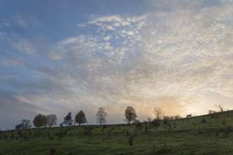 Trees on a hilltop in front of a colourful morning sunrise with clouds in the sky, landscape near
