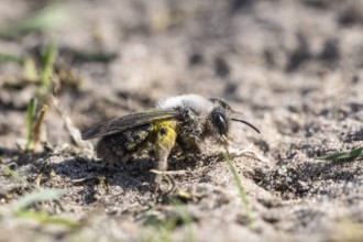 Ashy Mining Bee (Andrena cineraria), Emsland, Lower Saxony, Germany