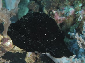 Black sea creature with small points of light, large ice snail (Ovula ovum), in a mysterious