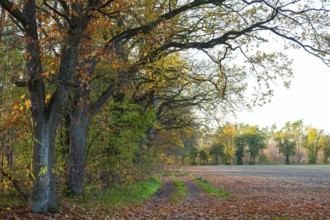 Forest path along the edge of a field with oak trees (quercus) in autumn, Zschorna, Thiendorf,
