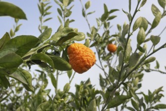 Fruit of the bitter orange bitter orange (Citrus × aurantium L.), Spain
