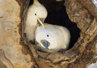 Sulphur-crested Cockatoo (Cacatua galerita) in nesting hollow, Victoria, Australia