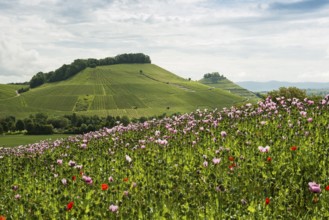 Opium poppy (Papaver somniferum), opium poppy field, Erlenbach, near Heilbronn, Baden-Württemberg,