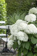 Snowball hydrangea (Hydrangea arborescens STRONG ANNABELLE), An den Dorfwiesen 9, Germany