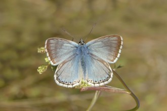 Silver-green blue (Lysandra coridon) Other animals, Insects, Butterflies, Animals, Bad Neustadt an
