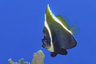 Underwater photo of Horned bannerfish (Heniochus varius), Pacific Ocean, Yap Island, Yap State,
