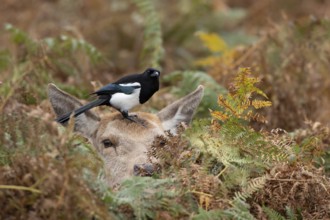 Red deer (Cervus elaphus) adult female doe sitting amongst bracken in the autumn with a Magpie