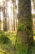 A mossy tree trunk in a dense forest, illuminated by warm sunlight, Gechingen, district of Calw,
