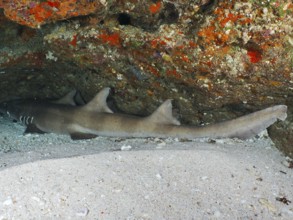 A Brownbanded bamboo shark (Chiloscyllium punctatum) resting in a sandy cave below a colourful