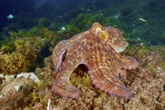 An octopus, Common Octopus (Octopus vulgaris), on the seabed, camouflaged between algae, dive site