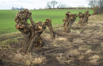 Row of recently pruned willow trees in Löderup, Ystad Municipality, Skåne County, Scandinavia