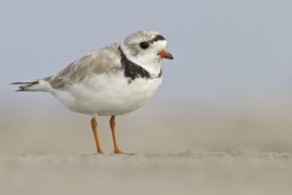 Piping Plover (Charadrius melodus), Newfoundland, Canada