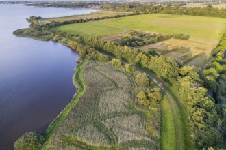 Aerial view of Lake Dümmer, nature reserve, reeds, shore, Ochsenmoor, Hüde, Lower Saxony, Germany