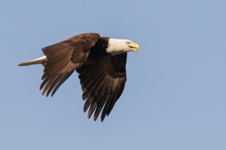 Bald Eagle (Haliaeetus leucocephalus) flying in Seward, Alaska