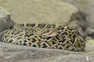 Mexican west coast rattlesnake (Crotalus basiliscus), juvenile, captive, occurrence in Mexico