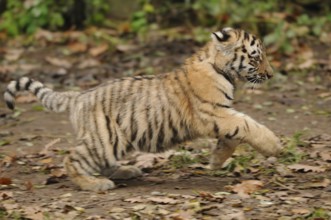 A tiger cub runs across the ground covered with autumn leaves, Siberian tiger (Panthera tigris