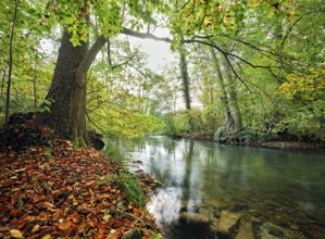 Aabach also called Hallwiler Aa in autumnal surroundings, Seengen, Canton Aargau, Switzerland