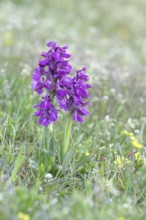 Green-winged orchid (Anacamptis morio), two inflorescences next to each other in a meadow,