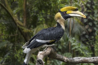 Great hornbill, great Indian hornbill, great pied hornbill (Buceros bicornis) native to the Indian