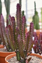 Red 'Euphorbia trigona f. rubra' cactus plant