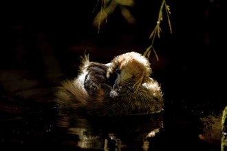 Little grebe (Tachybaptus ruficollis), preening itself, captive, Alpenzoo Innsbruck, Tyrol, Austria