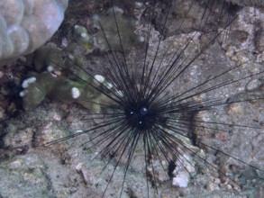Single Arbacia lixula, Diadem sea urchin (Diadema setosum), on coral-like substrate in seawater,