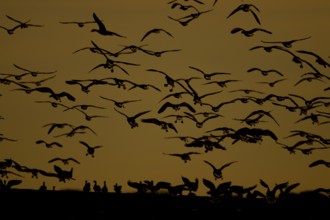Pink-footed goose (Anser brachyrhynchus) adult birds in a skein or flock taking off in flight at
