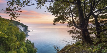 View from the high shore of the chalk cliffs on the Baltic Sea in front of sunrise, beech trees on
