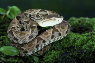Fer de Lance (Bothrops lanceolatus) laying on moss, Costa Rica