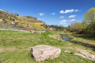 Flowering mountain stonecrop (Alyssum montanum) on walls in the vineyard, vineyards at the