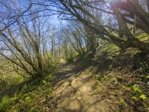 Sunlight streaming through the trees along a hiking trail, creating a vibrant atmosphere in a lush