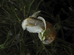 River cover snail, Viviparus viviparus (Viviparus viviparus) with visible light-coloured body