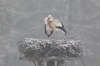 White Stork (Ciconia ciconia) pair on nest, North Rhine-Westphalia, Germany