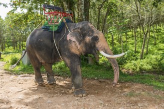 Asian elephant (Elephas maximus), Thai, Thai, Asian, trunk, animal, mammal, animal park, ivory,