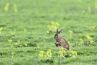 European hare (Lepus europaeus) sitting in a meadow among yellow flowers, Lower Rhine, North