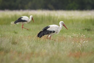 White Stork (Ciconia ciconia), walking on grassland, Galicia, Spain
