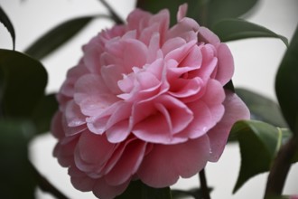 Flower of a camellia (Camellia japonica)