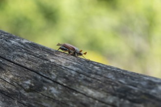 Close-up of cockchafer - fascinating details of a spring messenger