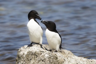 Razorbill (Alca torda) pair displaying on a cliff, Gotland, Sweden