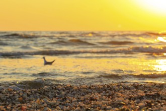 Morning atmosphere on the beach of the Baltic Sea, September, Usedom, Mecklenburg-Western