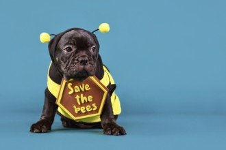 Black French Bulldog dog puppy dressed up with bee costume and 'Save the bees' sign on blue