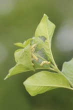 Spindle ermine (Yponomeuta cagnagella), caterpillars, North Rhine-Westphalia, Germany