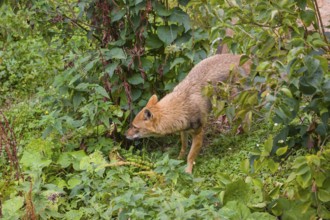 One golden jackal (Canis aureus) walks along a forest edge