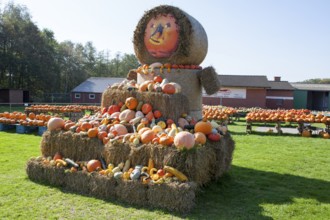 Different marrows and squashes, pumpkins, for sale, Germany, Europe, Hofverkauf von Kübissen,
