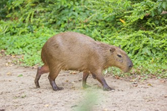 A (greater) capybara (Hydrochoerus hydrochaeris) walks along a river bank